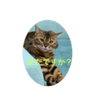 ベンガルのベルさん①（個別スタンプ：4）