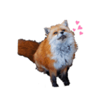 ほっこりきつね。（個別スタンプ：3）