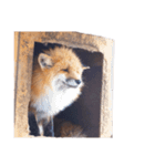 ほっこりきつね。（個別スタンプ：7）