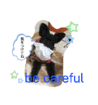 ♡パピプー  かりんの1日 part2♡（個別スタンプ：11）