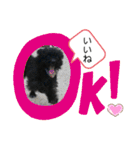 ♡パピプー  かりんの1日 part2♡（個別スタンプ：17）