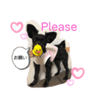 ♡パピプー  かりんの1日 part2♡（個別スタンプ：24）