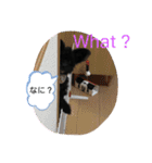 ♡パピプー  かりんの1日 part2♡（個別スタンプ：25）