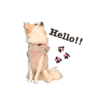 Puppy Rosie（個別スタンプ：1）