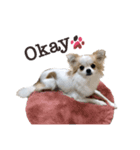 Puppy Rosie（個別スタンプ：2）
