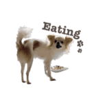 Puppy Rosie（個別スタンプ：3）