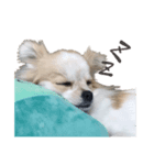 Puppy Rosie（個別スタンプ：5）