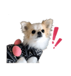 Puppy Rosie（個別スタンプ：6）