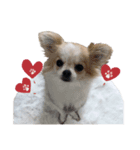 Puppy Rosie（個別スタンプ：7）