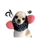 Puppy Rosie（個別スタンプ：8）