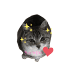 ねこズ❤️（個別スタンプ：1）