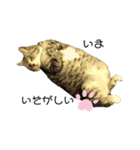 ねこズ❤️（個別スタンプ：2）