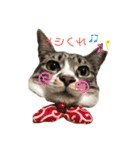 ねこズ❤️（個別スタンプ：3）