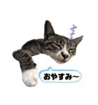 ねこズ❤️（個別スタンプ：6）