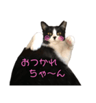 ねこズ❤️（個別スタンプ：9）