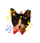 ねこズ❤️（個別スタンプ：10）