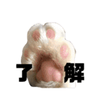 ねこズ❤️（個別スタンプ：11）