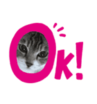 ねこズ❤️（個別スタンプ：13）