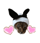 ねこズ❤️（個別スタンプ：15）