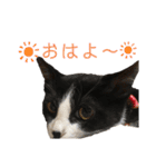 ねこズ❤️（個別スタンプ：18）