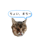 ねこズ❤️（個別スタンプ：20）
