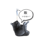にゃんたの日常会話（個別スタンプ：1）