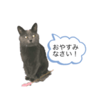にゃんたの日常会話（個別スタンプ：2）