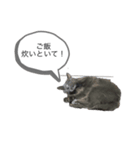 にゃんたの日常会話（個別スタンプ：3）