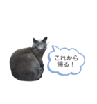 にゃんたの日常会話（個別スタンプ：4）