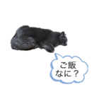 にゃんたの日常会話（個別スタンプ：5）