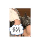 にゃんたの日常会話（個別スタンプ：6）