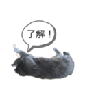 にゃんたの日常会話（個別スタンプ：7）