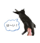 にゃんたの日常会話（個別スタンプ：8）