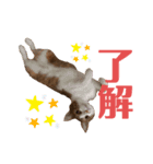 ねこすた2（個別スタンプ：1）