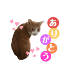 ねこすた2（個別スタンプ：3）
