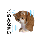 ねこすた2（個別スタンプ：4）
