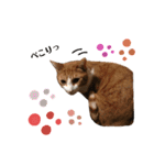 ねこすた2（個別スタンプ：7）