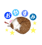 ねこすた2（個別スタンプ：8）
