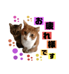 ねこすた2（個別スタンプ：10）