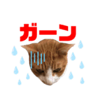 ねこすた2（個別スタンプ：12）