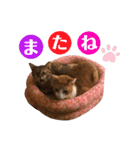 ねこすた2（個別スタンプ：14）