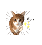ねこすた2（個別スタンプ：15）