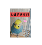 インコのお喋り（個別スタンプ：2）