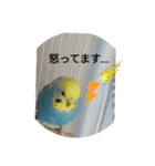 インコのお喋り（個別スタンプ：3）