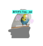 インコのお喋り（個別スタンプ：4）