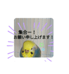 インコのお喋り（個別スタンプ：5）
