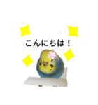インコのお喋り（個別スタンプ：7）