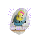 インコのお喋り（個別スタンプ：8）