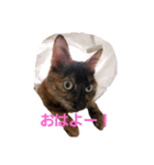 NeNe:1（個別スタンプ：1）