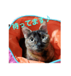 NeNe:1（個別スタンプ：3）